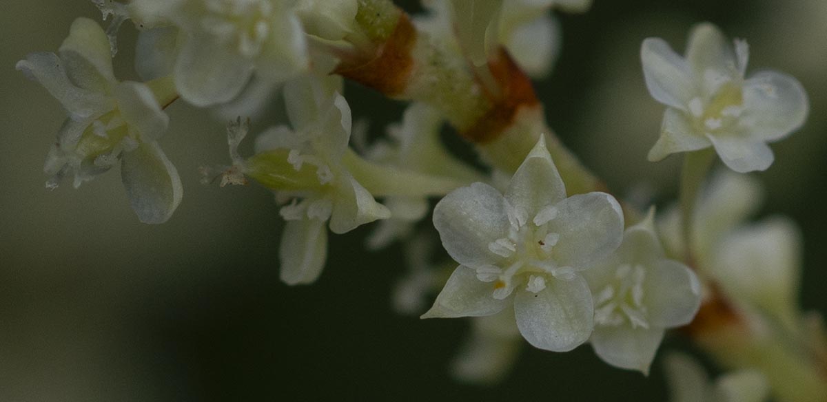 Blüten, Perigonblätter